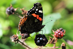 Red Admiral II