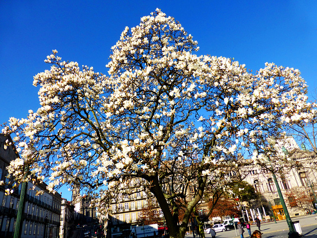 PT - Porto - Springtime in February