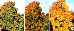Maple tree changes its color.  ©UdoSm