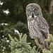 Great Gray Owl on the hunt