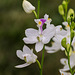 Calopogon tuberosus forma albiflorus (White form of Common Grass-pink orchid)