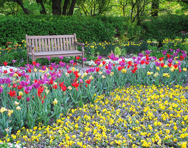 Sit Among the Tulips