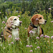 Botanizing Beagles - Ben and Maggie