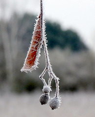 Ahornfrüchte im Frost.