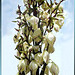 Kerzen-Palmlilie (Yucca gloriosa) ©UdoSm