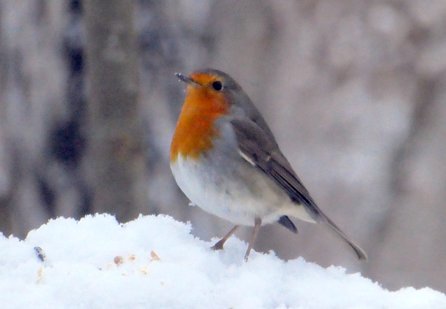 Rotkehlchen im Schnee Rotkehlchen im Schnee