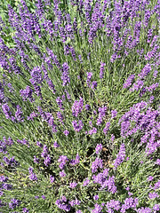 10.07.2019 - Lavendel in unserem Garten