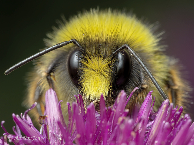 Bumble Bee Portrait