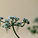 Aethusa cynapium- Petite Ciguë- Faux Persil (3) 100