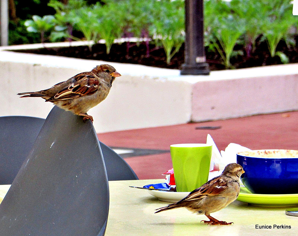 Visitors To The Cafe.