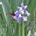 Swallowtail butterfly on hyacinths