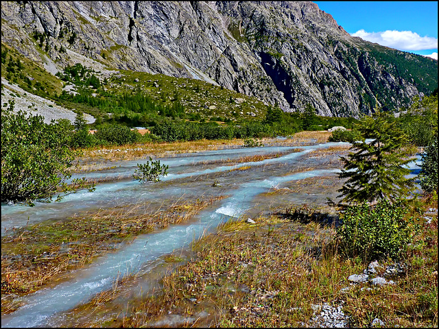 Vallouise : l'acqua che scende dal 'ghiacciaio bianco' fa crescere una nuova pineta a 2000 mt.
