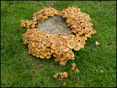 a wreath of fungi