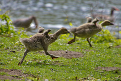 Duck's race
