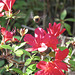 Bumblebee on azaleas