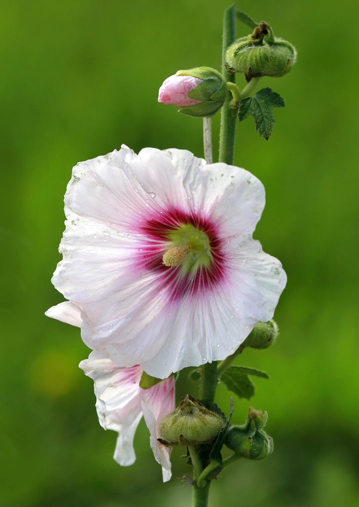 Une fleur par jour.... - Page 11 45427956.552bf0dd.1024