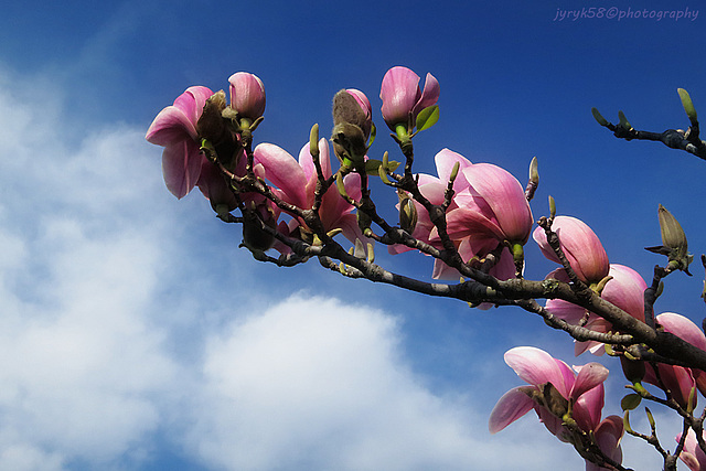 Magnolia Flowers (2)