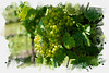 Die Weintrauben reifen schon - The grapes are already ripening