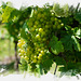 Die Weintrauben reifen schon - The grapes are already ripening