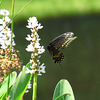 Black swallowtail (M) on Pontederia