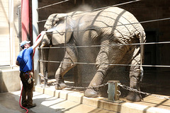 Washing the elephant (Explored)