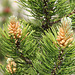 Latschenkiefer Blüte, (Pinus mugo)