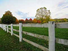 Fenced in Fall