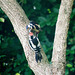 Woodpecker feeding youngster