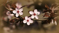 Prunus d'ornement