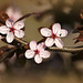 Prunus d'ornement