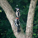 Woodpecker female and young