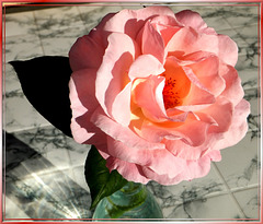 Italian Garden Rose... ©UdoSm