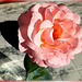 Italian Garden Rose... ©UdoSm