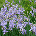 Iris gallo-romains