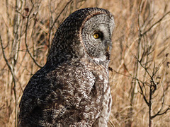 Great Gray Owl - from my archives
