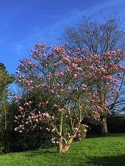 Le magnolia après la grêle