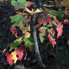 Leaves, Bradbury Mountain