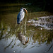 A heron with its fish