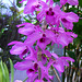 272 Eine prachtvolle Cattleya- Orchidee