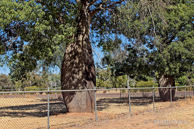 Queensland Bottle Trees