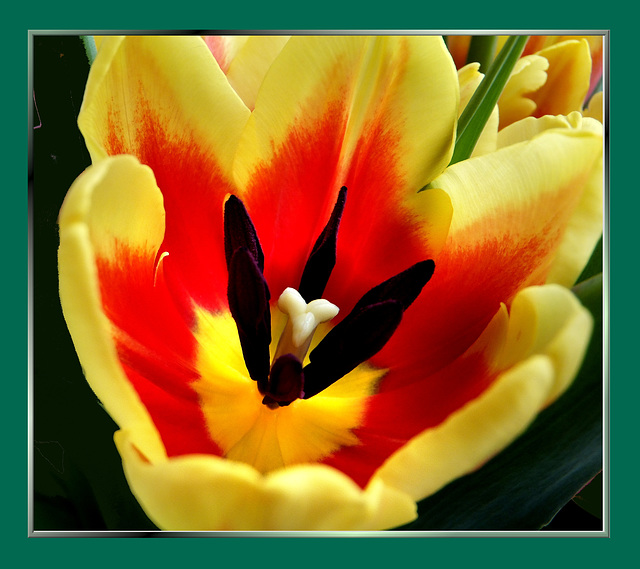 Tulip inside... ©UdoSm