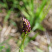 Purpurnes Knabenkraut (Orchis pupurea)