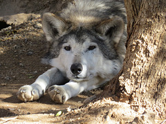 Wolf Stretch