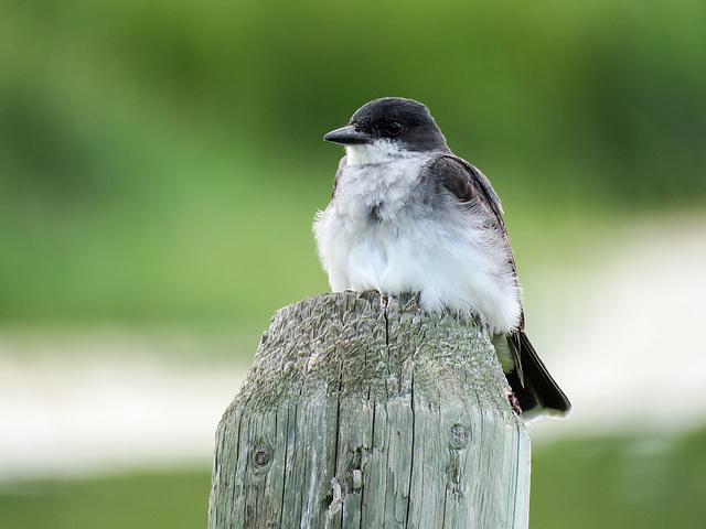 Eastern Kingbird youngster