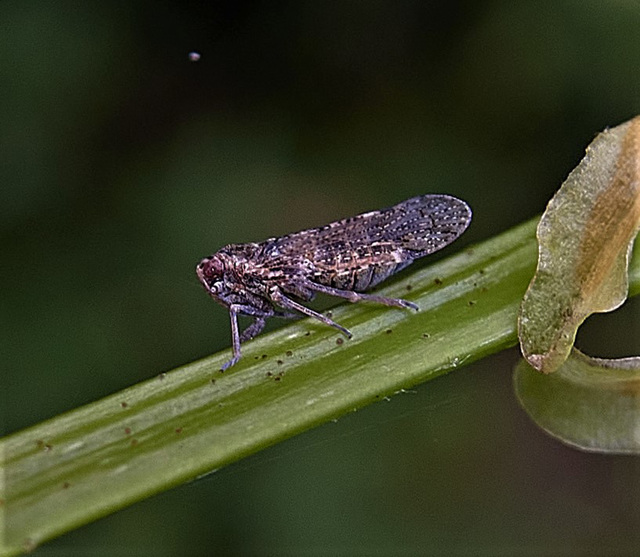 Leafhopper. Cixiidae family????