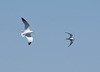 gull and common tern