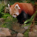 Panda Roux..............bonne journée à vous !