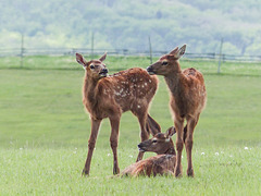 Elk siblings or friends