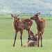 Elk siblings or friends