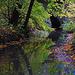 Herbst am Bach - Autumn  at the brook